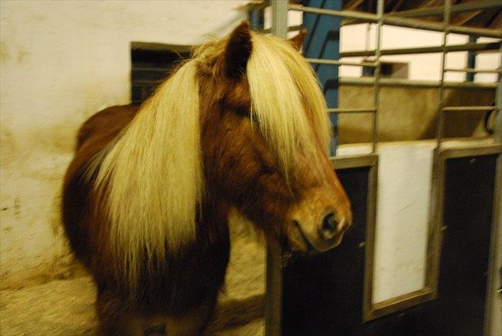 Islænder Skafti Fra Kakke - LIge ankommet hjem, en træt og smuk dreng :) <3 billede 5