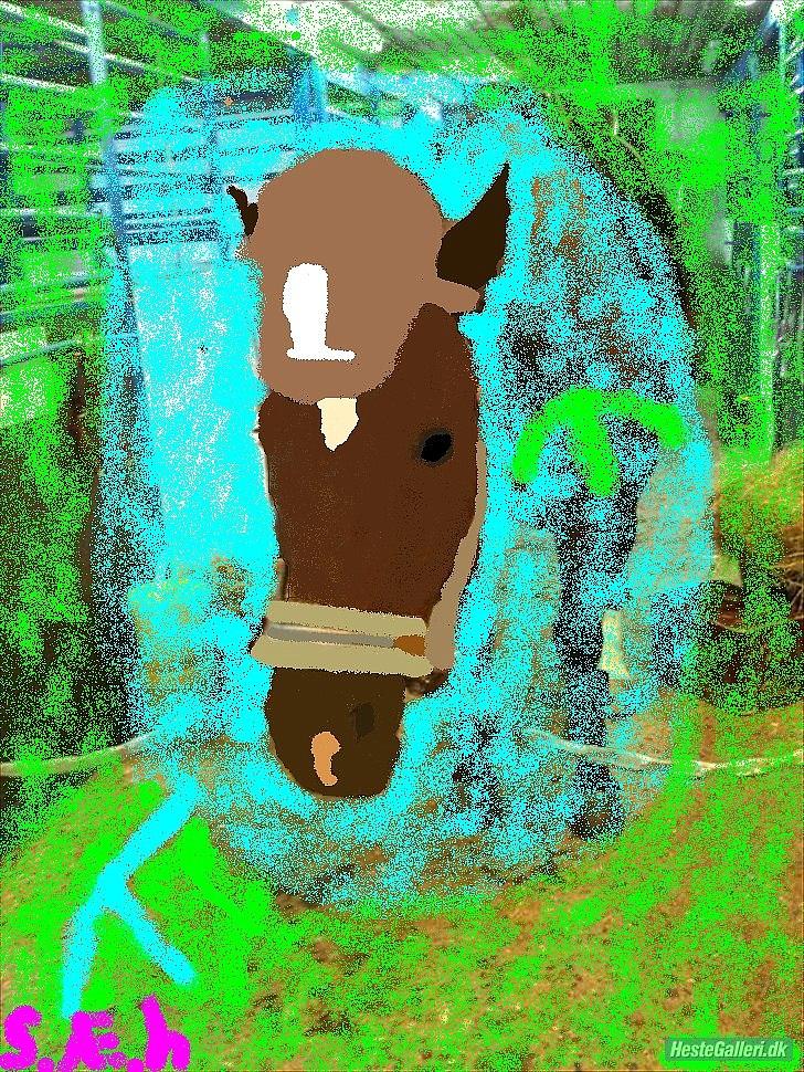 Trakehner Topper - [ Tante's ] - husk ridehjelmen :)!! billede 8