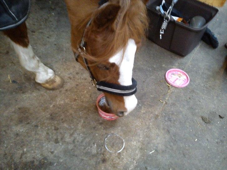 Anden særlig race Stella  - :P billede 19