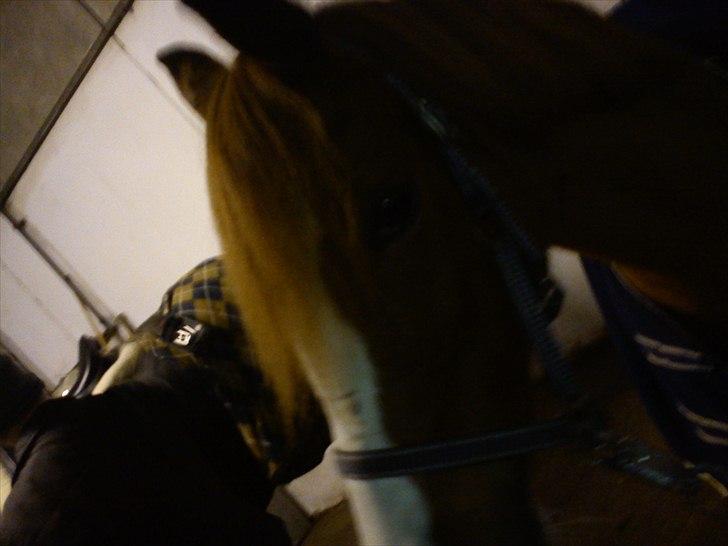 Anden særlig race Stella  billede 20