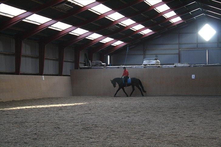 Dansk Varmblod Faithful dream (SOLGT) billede 8