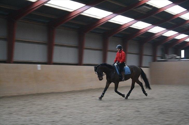 Dansk Varmblod Faithful dream (SOLGT) billede 9