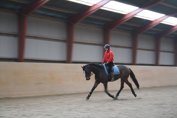 Dansk Varmblod Faithful dream (SOLGT) billede 10