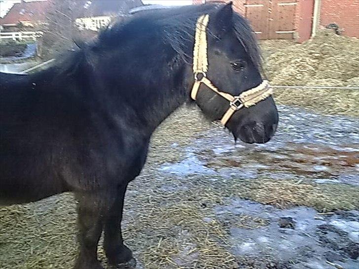 Welsh Cob (sec D) Milo - januar 2011 billede 11