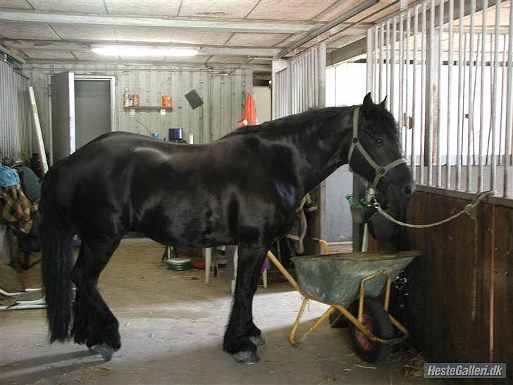 Welsh Cob (sec D) Milo - januar 2011 billede 12