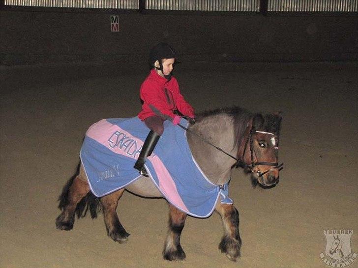 Anden særlig race Sesam  SOLGT billede 14