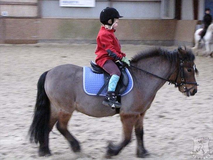 Anden særlig race Sesam  SOLGT billede 15