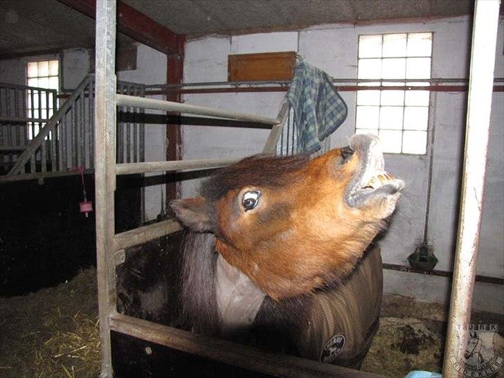 Anden særlig race Sesam  SOLGT billede 16