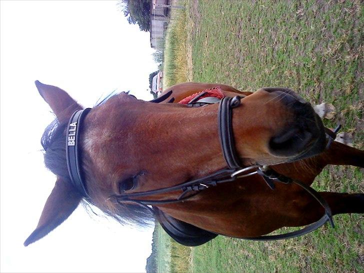 Anden særlig race Solbakken´s Bella ~HængeMule~ billede 6