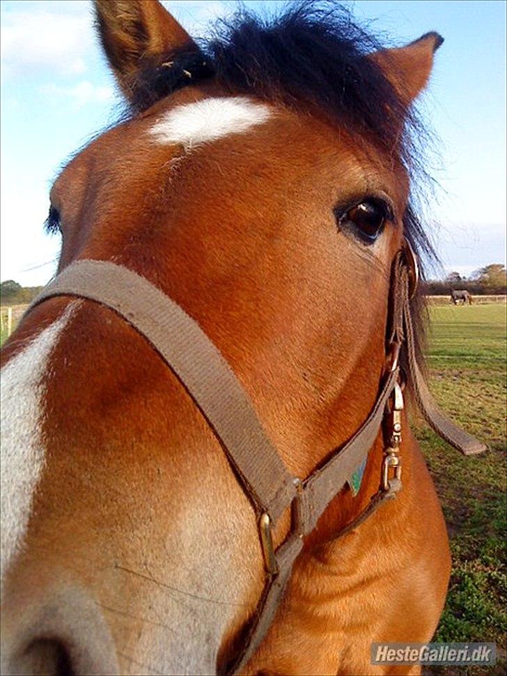 Anden særlig race Juncker. - et af de første billeder jeg nogensinde tog af min dreng.  billede 14