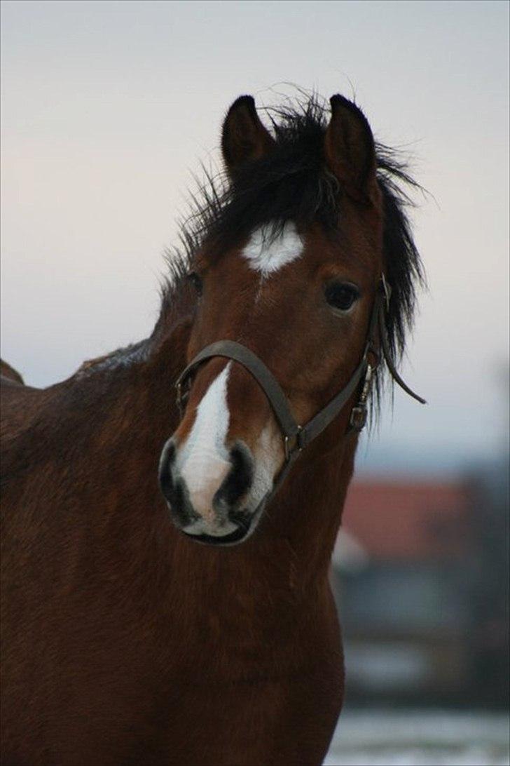 Anden særlig race Juncker. - hr. lækker på folden  foto/= Julie M. E billede 15