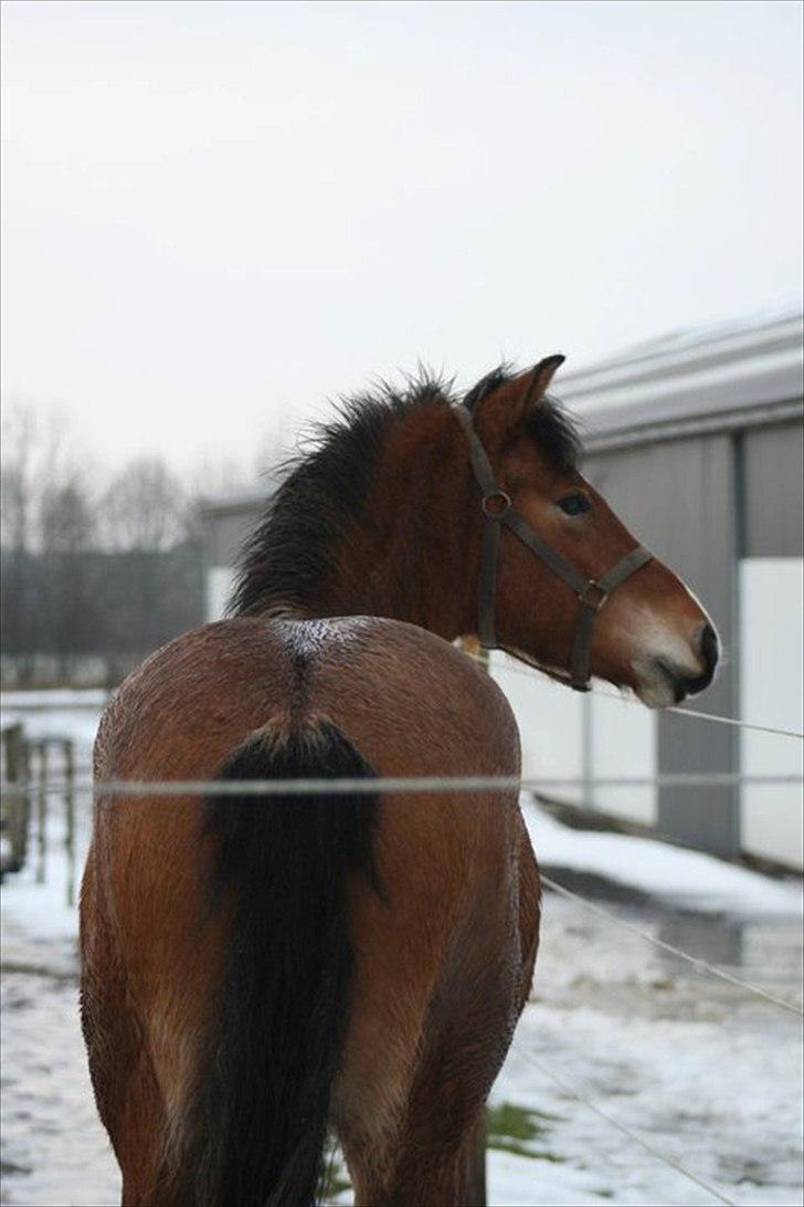 Anden særlig race Juncker. - lækker røv! :D foto/= Julie M. E billede 16