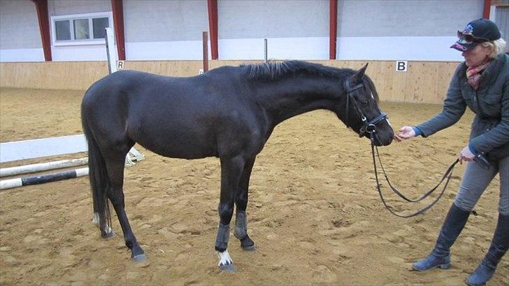 Hollandsk Sportspony Bjirmens Hylke SPH 192 ( R.I.P) billede 10