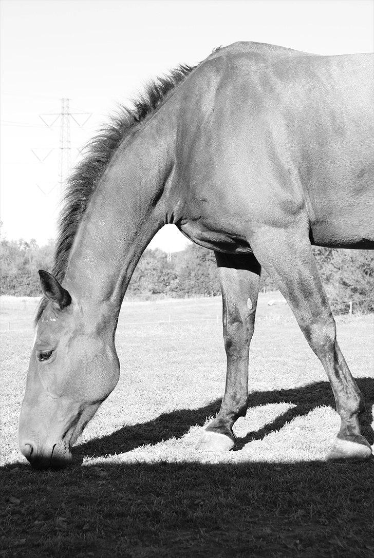 Anden særlig race Molino - Smukke... <3 - 2010 billede 7