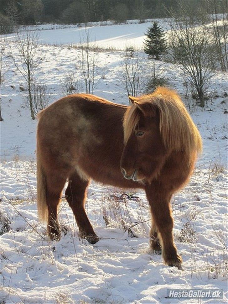 Islænder Kveikur fra Egholm billede 6