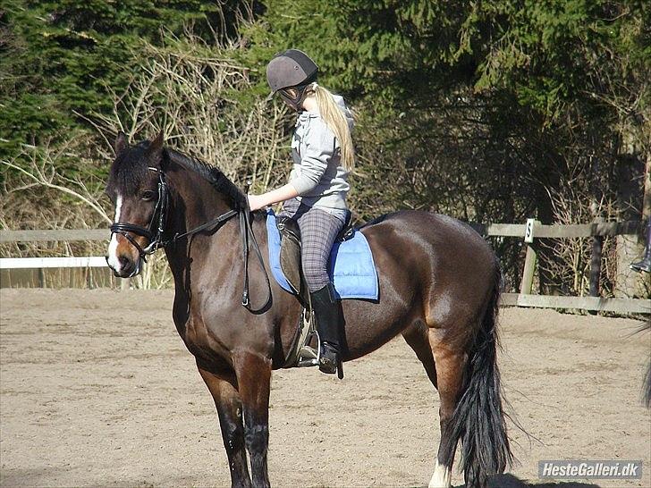 Welsh Pony af Cob-type (sec C) Søegaards Miss Gipsy  - velkommen til miss gipsy´s profil! billede 1