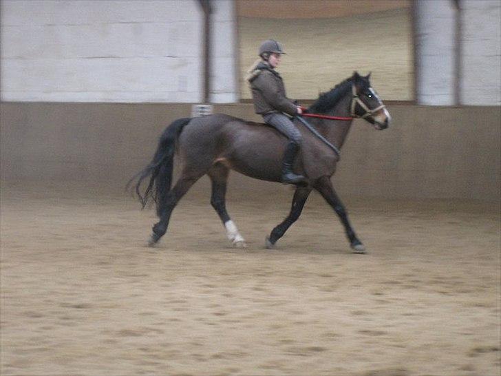 Welsh Pony af Cob-type (sec C) Søegaards Miss Gipsy  - hygge ridning*-:<3 billede 3