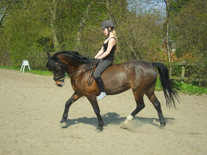 Welsh Pony af Cob-type (sec C) Søegaards Miss Gipsy  - hæ:D billede 4