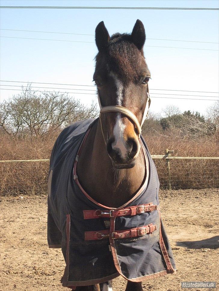 Welsh Pony af Cob-type (sec C) Søegaards Miss Gipsy  - iloveyou! billede 6