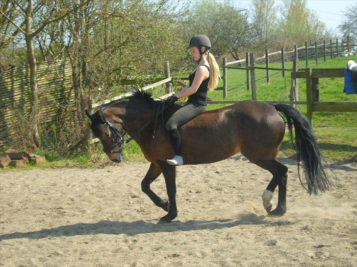 Welsh Pony af Cob-type (sec C) Søegaards Miss Gipsy  - <3<3 billede 8