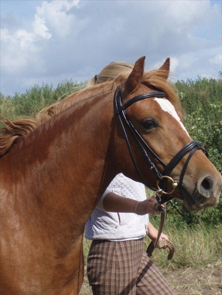 Welsh Pony (sec B) Laban billede 1