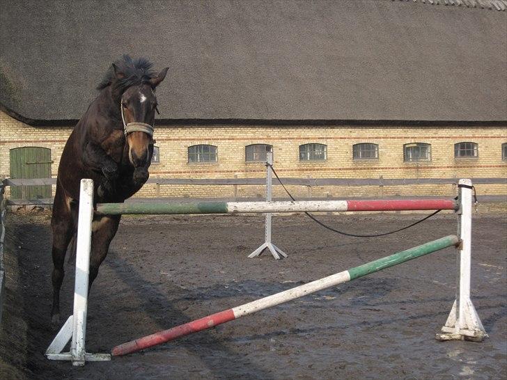 Anden særlig race Flying Maddie billede 2
