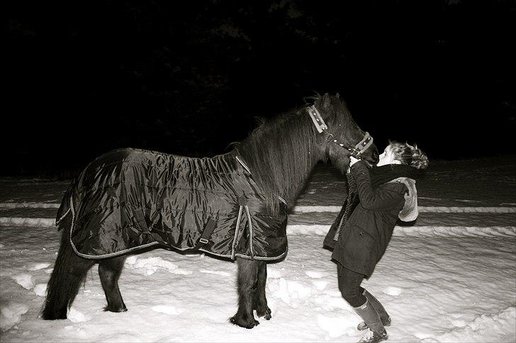 Islænder Dagur frá Króki billede 3