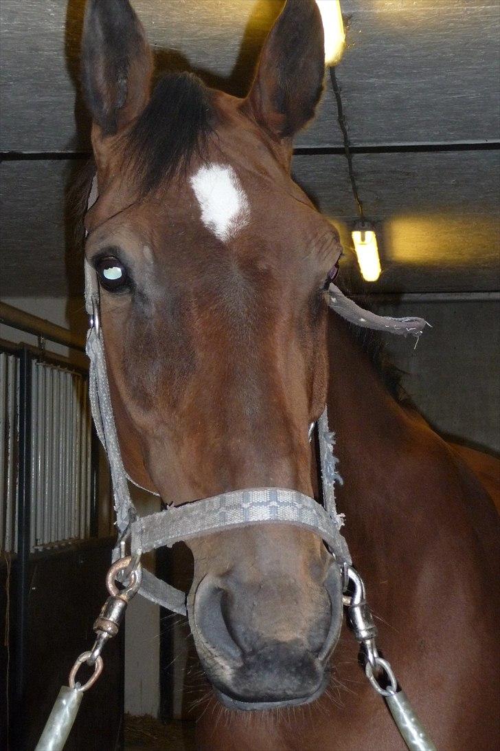 Dansk Varmblod April-Light R.I.P - Velkommen til April-Light´s profil<3 Smid gerne Kommen + Bedøm billede 3