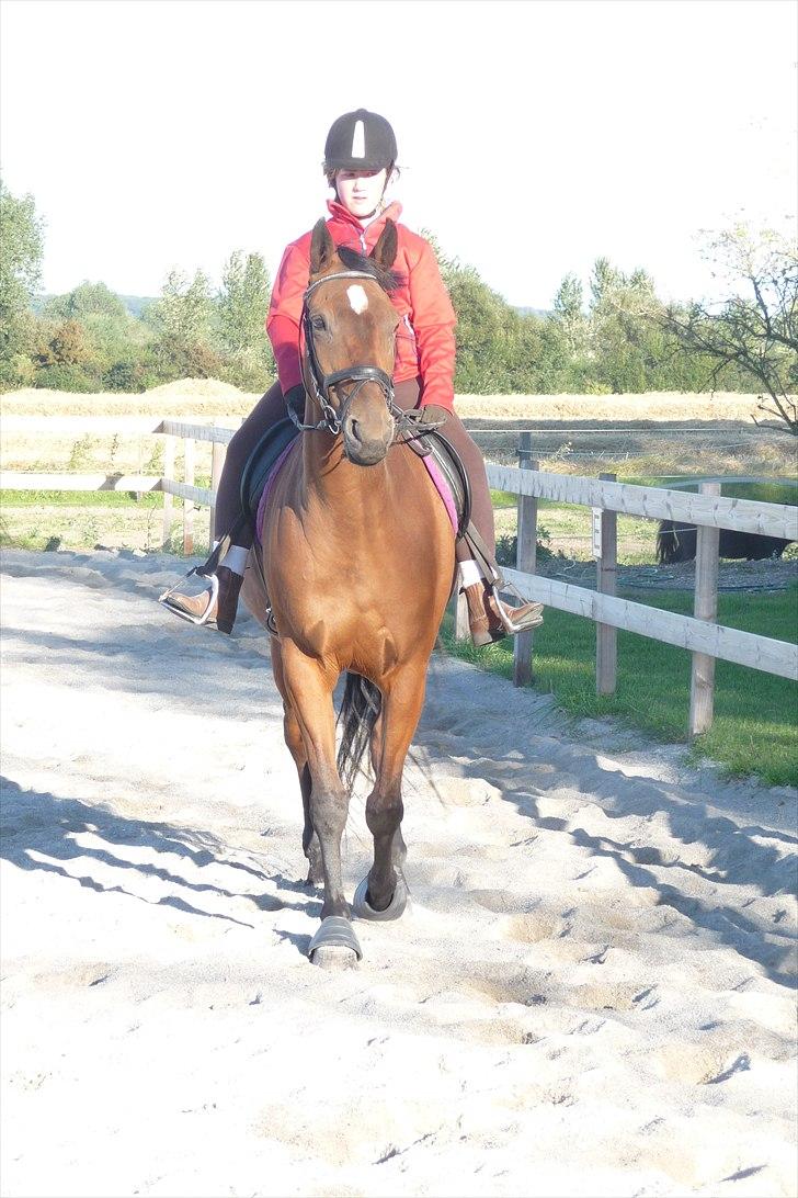 Dansk Varmblod April-Light R.I.P - Lidt nysgerrig :P<3 billede 8