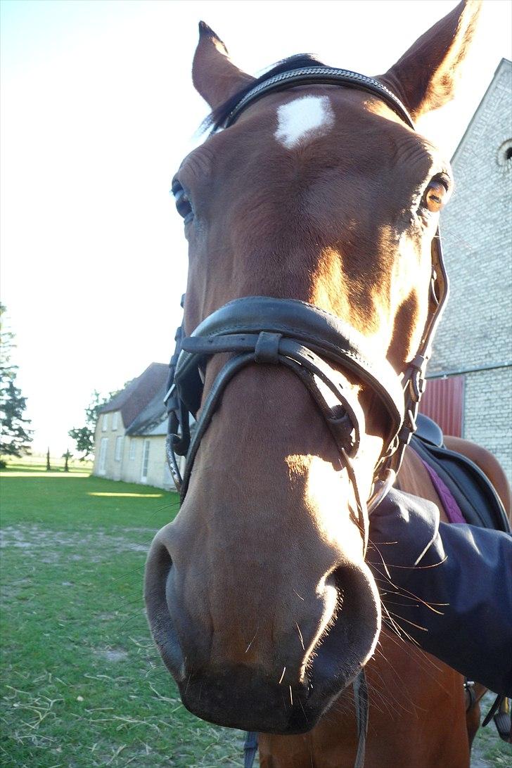 Dansk Varmblod April-Light R.I.P - Kigger :p<3 billede 10