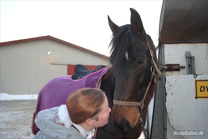 Dansk Varmblod Grønvangs trigger(part) - taget af dorte jensen(grønvang) billede 13
