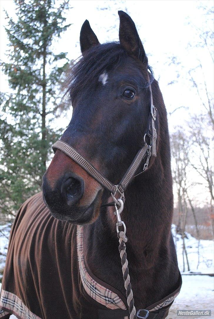 Dansk Varmblod Grønvangs trigger(part) - taget af dorte jensen(grønvang) billede 14