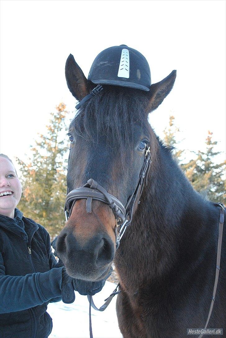 Dansk Varmblod Grønvangs trigger(part) - taget af dorte jensen(grønvang) billede 15