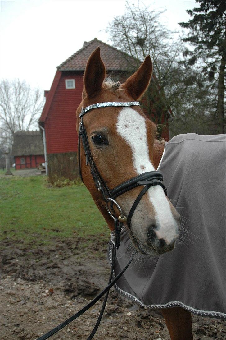Hollandsk Sportspony Egano  billede 12