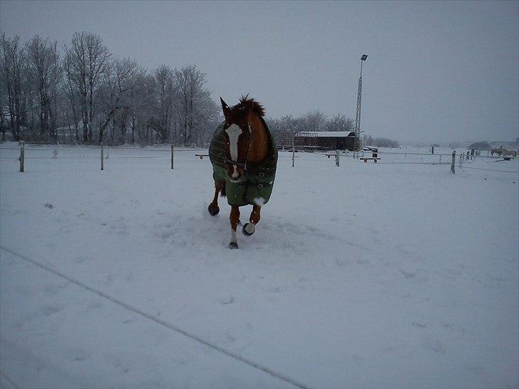 Dansk Varmblod <3 BONSAI <3 - jubii sne  billede 2