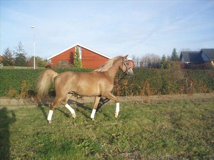 Hollandsk Sportspony Egano  billede 14