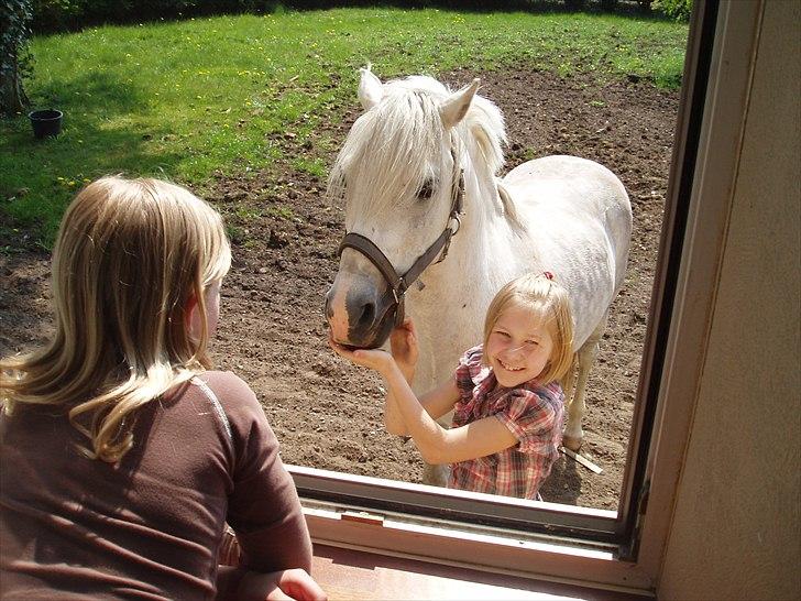 Welsh Pony (sec B) Schiwago - i have det er bare så hyggeligt her i sommeren  billede 4