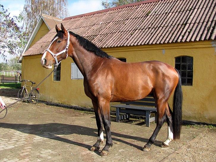 Dansk Varmblod # Limelight #  - 07-10-2010 billede 17