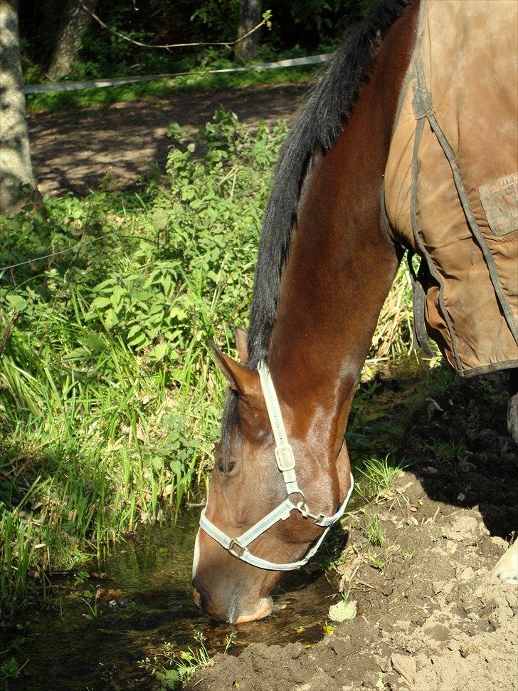 Dansk Varmblod # Limelight #  - 01-10-2010 billede 20