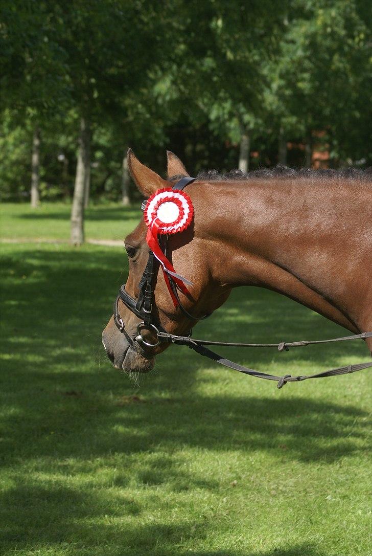 DSP | Avalon <3 / solgt - Avalon med hendes røde roset fra Unghestechampionatet for 4´års 2010!  billede 10