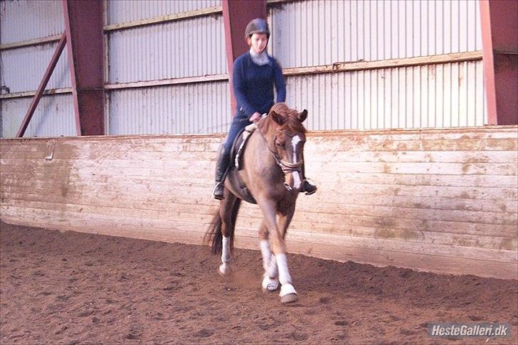 Hannoveraner D´artagnan Solgt! billede 16