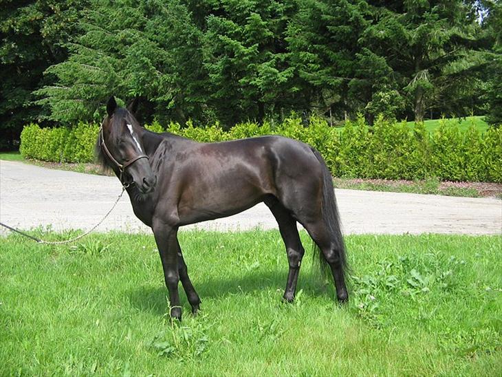 {{currentPhoto.altText}} billede {{currentPhoto.number}}