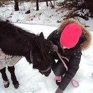 Shetlænder Cindy<3 Himmelhest :'(