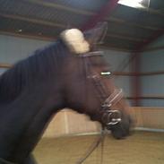 Holstener Bøgegårdens Leona -Lejer-