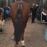 Dansk Varmblod Mølleåens grandie