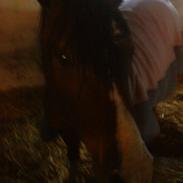 Anden særlig race Bumle *SOLGT-part* xD