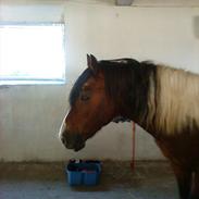 Anden særlig race Bumle *SOLGT-part* xD