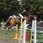 Hollandsk Varmblod Villeroy