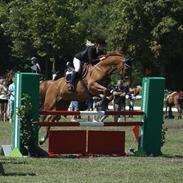 Hollandsk Varmblod Villeroy