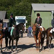 Hollandsk Varmblod Villeroy